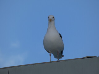 seagull on blue sky