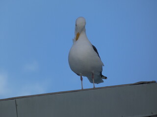 seagull on the roof