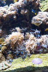 Fototapeta na wymiar Fish and marine fauna at the Genoa aquarium