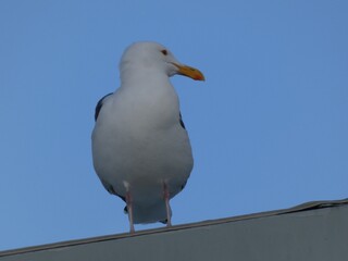 seagull on the roof