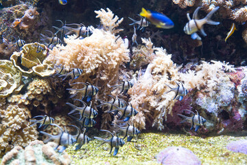 Fish and marine fauna at the Genoa aquarium
