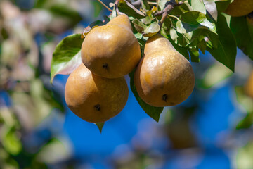 Close up of three golden bosc pears on atree, with blue sky and leaves in the background.