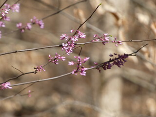 pink cherry blossom