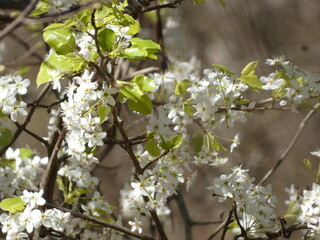 blooming tree