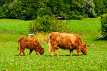 Woolly cow and calf.  Cattle. Animals on a farm. Agriculture. Rural view. Natural composition with domestic animals. Photo for background and wallpaper.