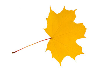 yellow autumn leaves of birch and maple with a stem, isolated 
