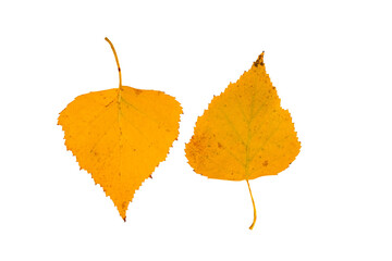 yellow autumn leaves of birch and maple with a stem, isolated 