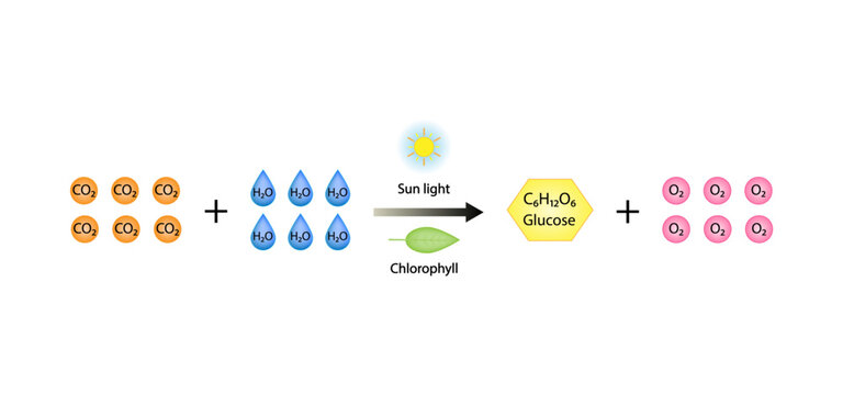 Photosynthesis, photosynthesis formula, Biology Education. Calvin cycle. Vector illustration.