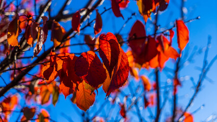 Autumn sunbeams peeking through the colorful leaves