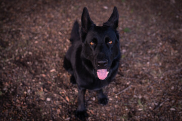 A stunning black German Shepherd dog peacefully rests under a tree, surrounded by vibrant autumn foliage. Appreciate the beauty of nature and the peacefulness of this scene.