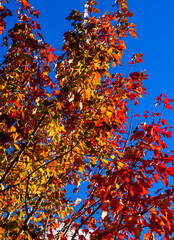 Autumn sunbeams peeking through the colorful leaves