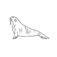 Vector hand drawn doodle sketch walrus isolated on white background