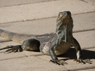iguana on the floor 