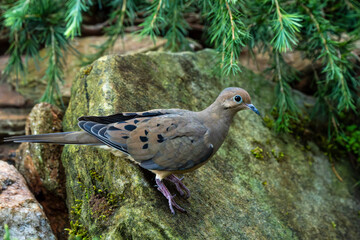 Mourning Dove