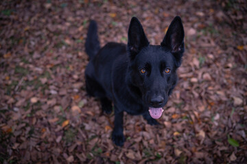 A stunning black German Shepherd dog peacefully rests under a tree, surrounded by vibrant autumn foliage. Appreciate the beauty of nature and the peacefulness of this scene.