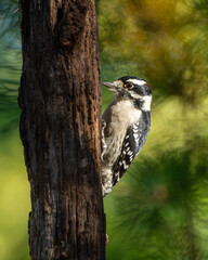 Downy Woodpecker