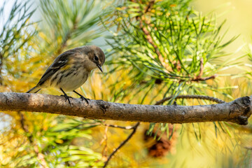 Yellow-rumped warbler 