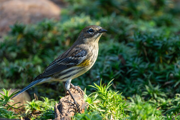 Yellow-rumped warbler 