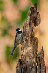 Carolina Chickadee