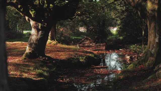 Gorbea National Park, beautiful landscape of old beech trees and forest. Red leaves and green moss, the sun breaking through the silhouettes of huge trees. Cinematic frame and mystical atmosphere