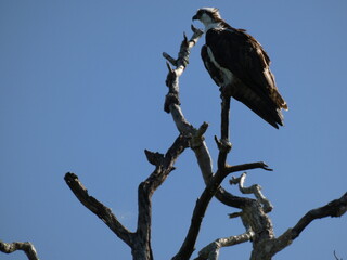 vulture on a branch