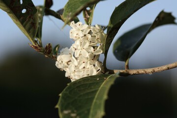 Osmanthus × Fortunei flowers. Oleaceae dioecious evergreen tree. Small white flowers with sweet...