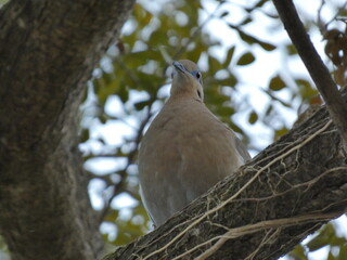 pigeon on tree