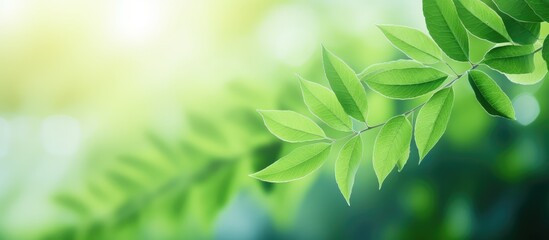Fototapeta na wymiar Blurred background with close up green leaf in a natural garden