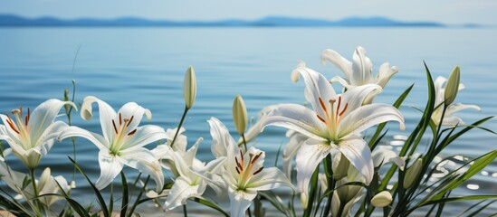 Lilies bloom amidst cane in the lake