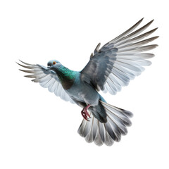 Flying Pigeon Isolated on Transparent Background - Graceful Bird in Flight
