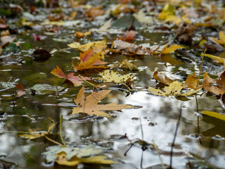 Multicolored fallen maple leaves lie in a puddle. Autumn rainy weather. Dark mirror water, reflected blue sky, branches and trees, beautiful background.