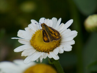 moth on flower