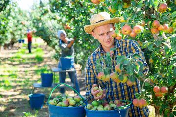Two workers picking pears from trees and putting them into buckets © JackF