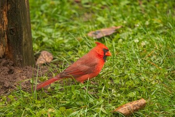 Male Noerthern Cardinal in the grass