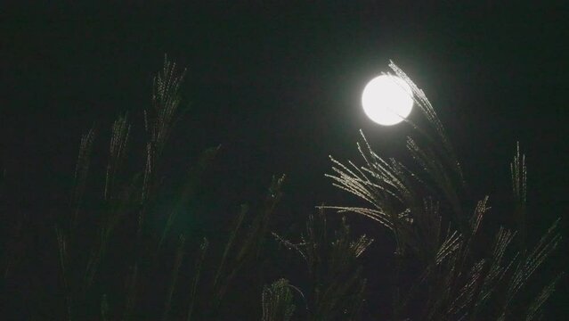 Tokyo, Japan - October 30, 2023: Japanese pampas grass or Miscanthus sinensis or maiden silvergrass or zebra grass or susuki and the full moon
