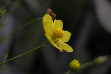 Yellow cosmos flower on blurred background. (Cosmos bipinnatus)