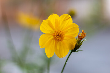 Yellow cosmos flower on blurred background. (Cosmos bipinnatus)