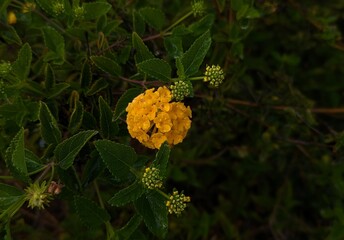 west indian lantana plant flower in the forest