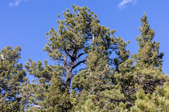 Trees of Boulder Colorado, Plants and Nature