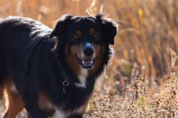 Australian Shepherd Hiking in Boulder Colorado
