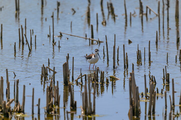 Black Necked Stilt at Howard Marsh Metropark