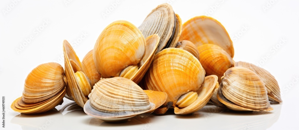 Sticker White background with clams