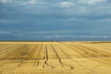 Fototapeta na wymiar Patterns in a Field of Golden Wheat on a Stormy Day, South Dakota farm land
