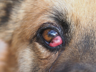 Cherry Eye in dogs, prolapse of the third eyelid gland, dog disease - obrazy, fototapety, plakaty