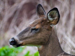 Naklejka na ściany i meble Close Up of a White-tailed Deer (Odocoileus virginianus) Face