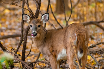 Young White-tailed Deer (Odocoileus virginianus) with Tongue Out