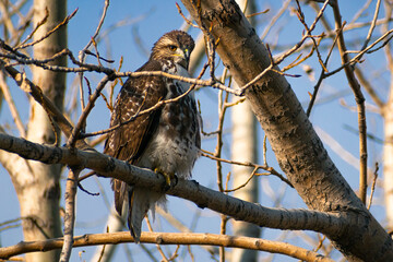 Red-tailed Hawk (Buteo jamaicensis) Perched on Tree Branch
