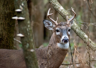 Male White-tailed Deer (Odocoileus virginianus) with Antlers in Forest