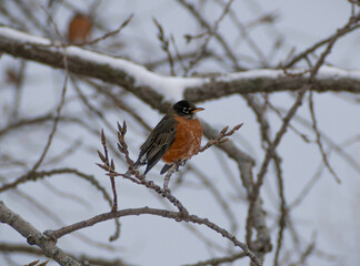 American Robin (Turdus migratorius) Perched on a Snowy Tree Branch