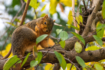 Fox Squirrel (Sciurus niger) Scratching Itself in Tree